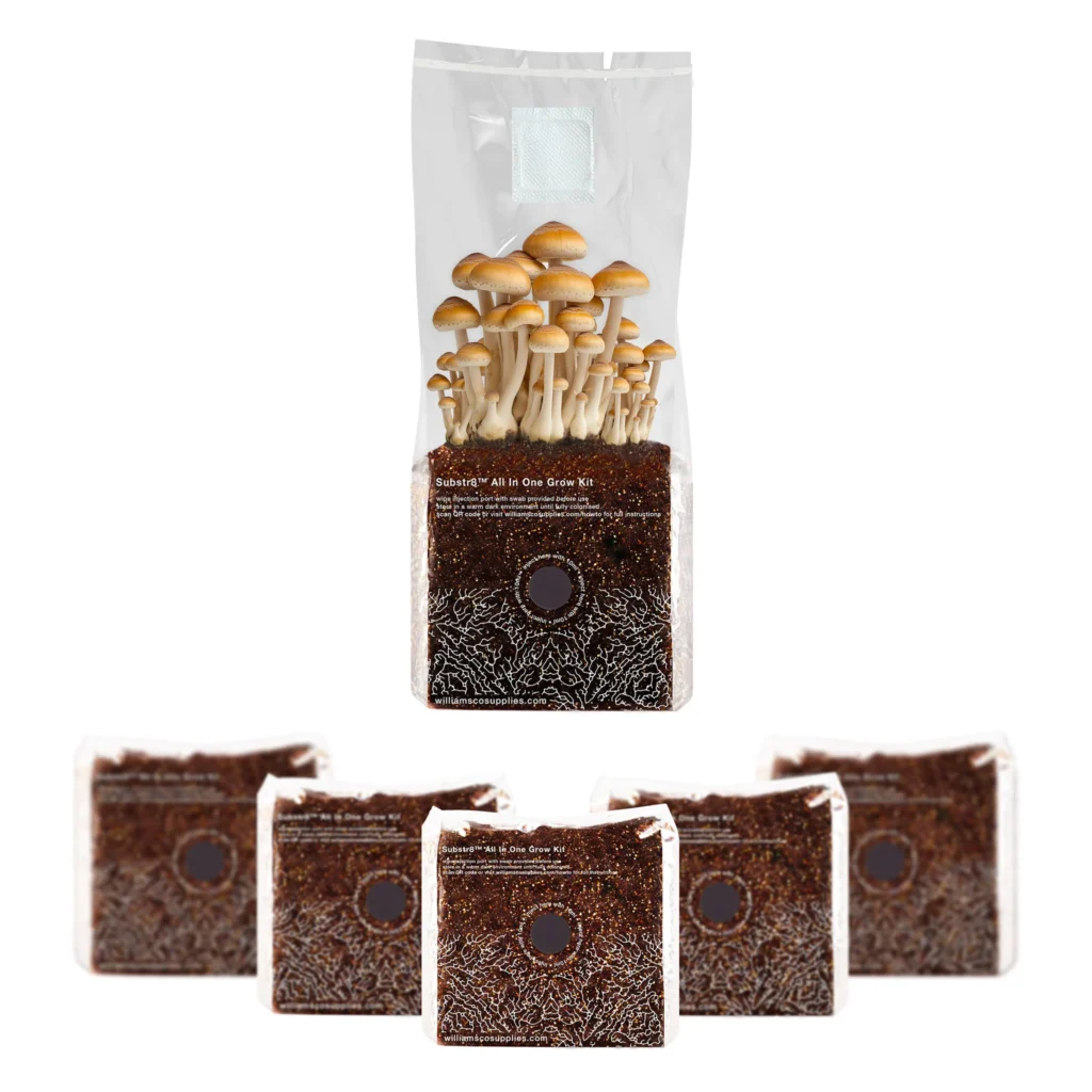 magic mushroom grow kit